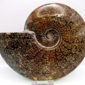 General Cretaceous Age Cleoniceras Whole Ammonite Fossils From Madagascar For Sale #132