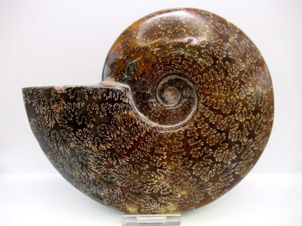 General Cretaceous Age Cleoniceras Whole Ammonite Fossils From Madagascar For Sale #132