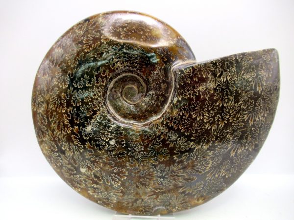 General Cretaceous Age Cleoniceras Whole Ammonite Fossils From Madagascar For Sale #132a