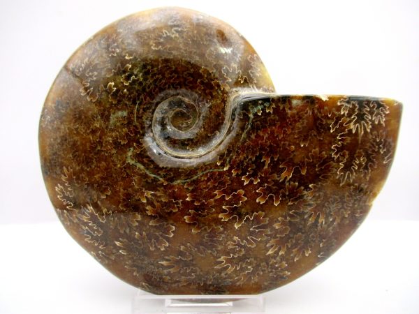 General Cretaceous Age Cleoniceras Whole Ammonite Fossils From Madagascar For Sale #79a