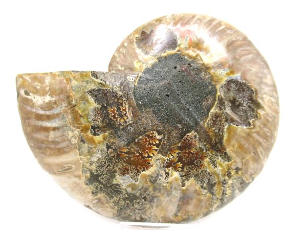 General Cretaceous Age Cleoniceras XL Pair Fossils From Madagascar For Sale #14a