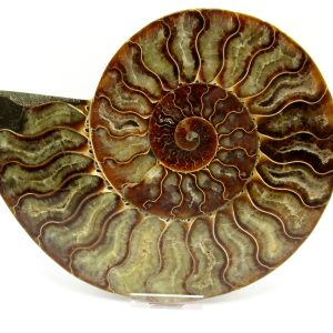 General Cretaceous Age Cleoniceras XXL Ammonite Fossil From Madagascar For Sale #4