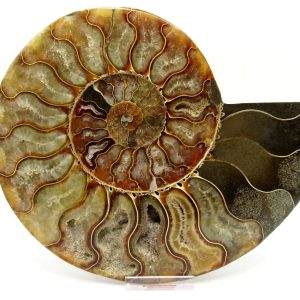 General Cretaceous Age Cleoniceras XXL Ammonite Fossil From Madagascar For Sale #5