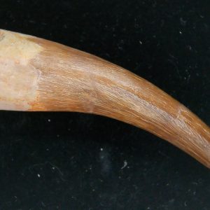 Genuine Cretaceous Age Plesiosaur Tooth Fossil for Sale from Morocco #23