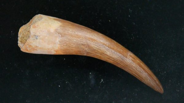 Genuine Cretaceous Age Plesiosaur Tooth Fossil for Sale from Morocco #23