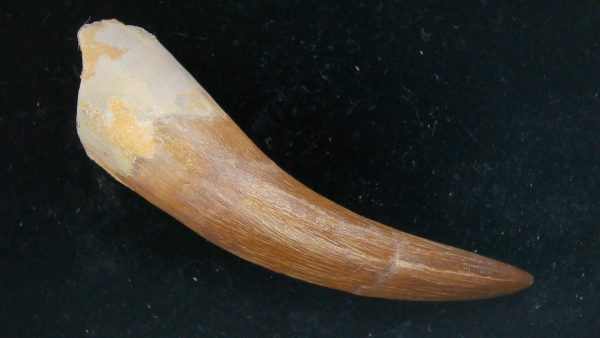 Genuine Cretaceous Age Plesiosaur Tooth Fossil for Sale from Morocco #23a