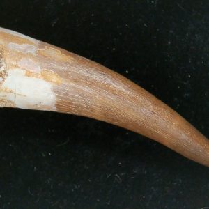 Genuine Cretaceous Age Plesiosaur Tooth Fossil for Sale from Morocco #28