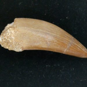 Genuine Cretaceous Age Plesiosaur Tooth Fossil for Sale from Morocco #30