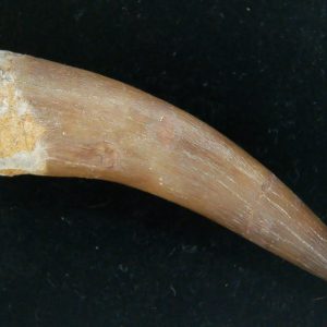 Genuine Cretaceous Age Plesiosaur Tooth Fossil for Sale from Morocco #33