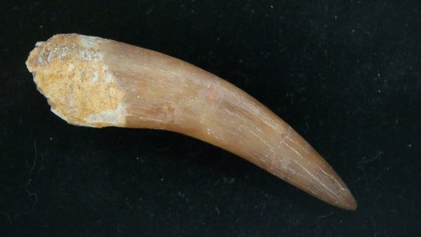 Genuine Cretaceous Age Plesiosaur Tooth Fossil for Sale from Morocco #33
