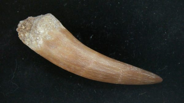 Genuine Cretaceous Age Plesiosaur Tooth Fossil for Sale from Morocco #33a