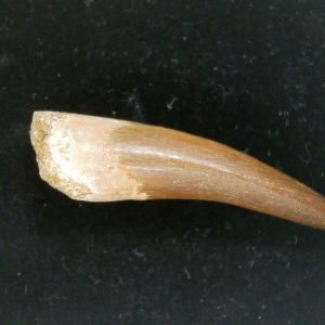 Genuine Cretaceous Age Plesiosaur Tooth Fossil for Sale from Morocco #36