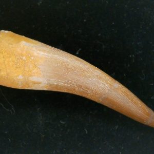 Genuine Cretaceous Age Plesiosaur Tooth Fossil for Sale from Morocco #38