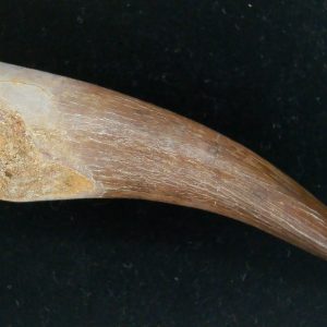 Genuine Cretaceous Age Plesiosaur Tooth Fossil for Sale from Morocco #41