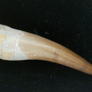 Genuine Cretaceous Age Plesiosaur Tooth Fossil for Sale from Morocco #42