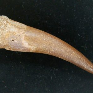 Genuine Cretaceous Age Plesiosaur Tooth Fossil for Sale from Morocco #43