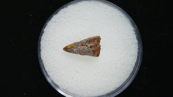 Genuine Permian Age Eryops Amphibian Tooth Fossil for Sale from Oklahoma #51a