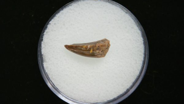 Genuine Permian Age Eryops Amphibian Tooth Fossil for Sale from Oklahoma #52