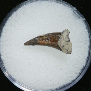 Genuine Permian Age Eryops Amphibian Tooth Fossil for Sale from Oklahoma #53