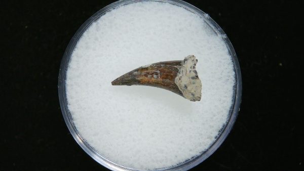 Genuine Permian Age Eryops Amphibian Tooth Fossil for Sale from Oklahoma #53