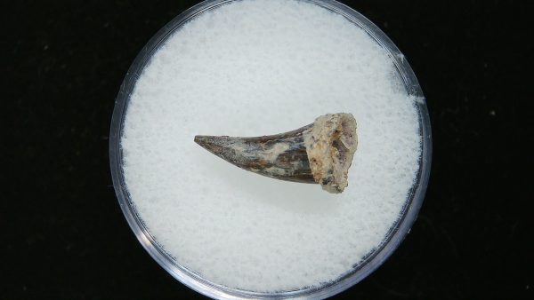 Genuine Permian Age Eryops Amphibian Tooth Fossil for Sale from Oklahoma #53a