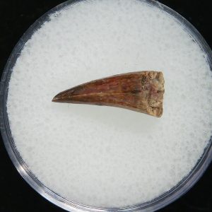 Genuine Permian Age Eryops Amphibian Tooth Fossil for Sale from Oklahoma #54