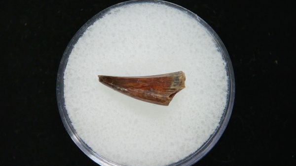 Genuine Permian Age Eryops Amphibian Tooth Fossil for Sale from Oklahoma #54a