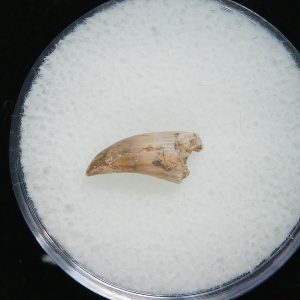 Genuine Permian Age Eryops Amphibian Tooth Fossil for Sale from Oklahoma #57