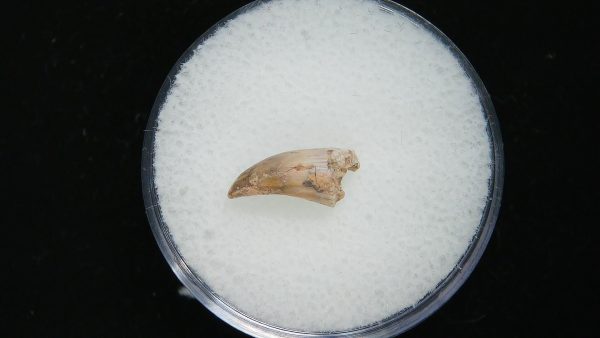 Genuine Permian Age Eryops Amphibian Tooth Fossil for Sale from Oklahoma #57