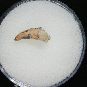 Genuine Permian Age Eryops Amphibian Tooth Fossil for Sale from Oklahoma #58