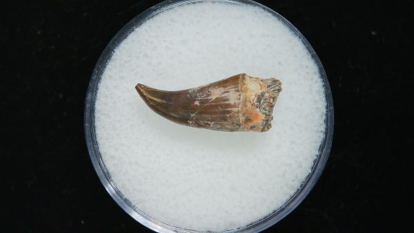 Genuine Permian Age Eryops Amphibian Tooth Fossil for Sale from Oklahoma #60a