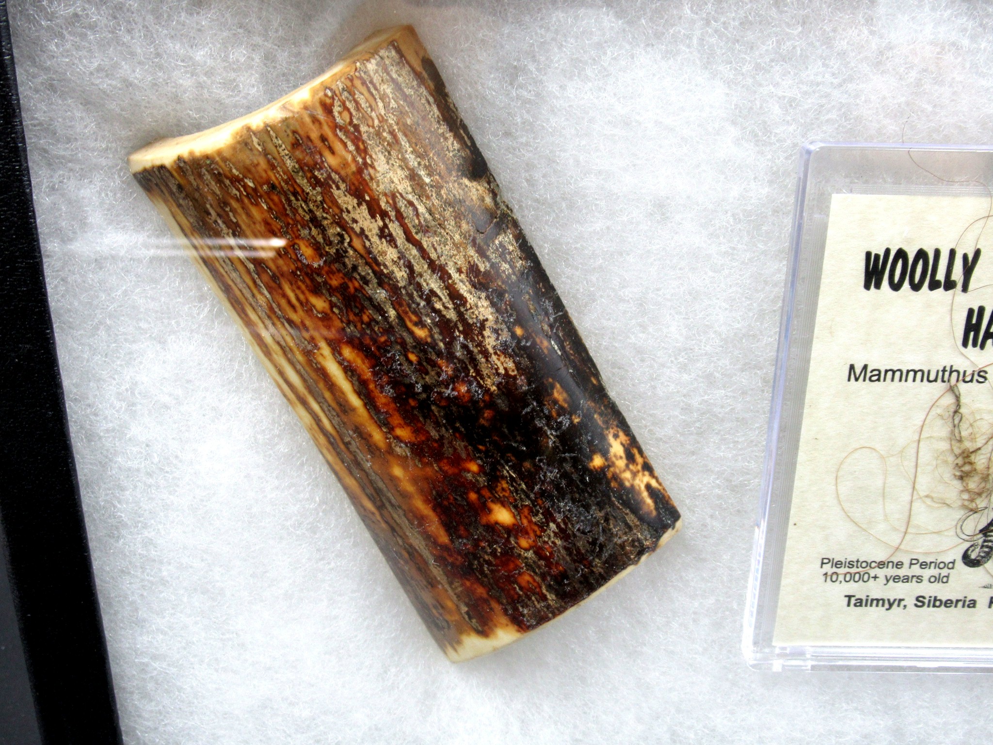 Pleistocene Ice Age Woolly Mammoth Collection 8a | Fossils for Sale Genuine Pleistocene Age Woolly Mammoth Collection Fossils for Sale from Alaska #8a