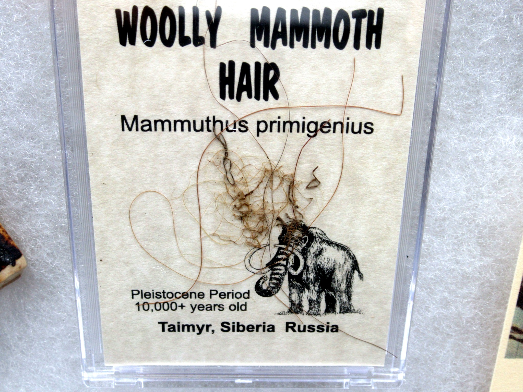 Pleistocene Ice Age Woolly Mammoth Collection 8b | Fossils for Sale Genuine Pleistocene Age Woolly Mammoth Collection Fossils for Sale from Alaska #8b