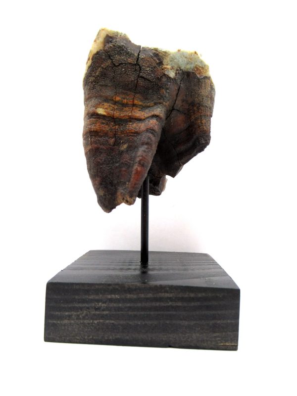 Genuine Pleistocene Age Woolly Rhinoceros Tooth Fossil for Sale from Russia #6