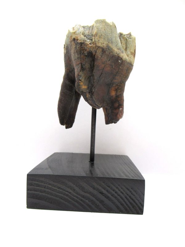 Genuine Pleistocene Age Woolly Rhinoceros Tooth Fossil for Sale from Russia #6a