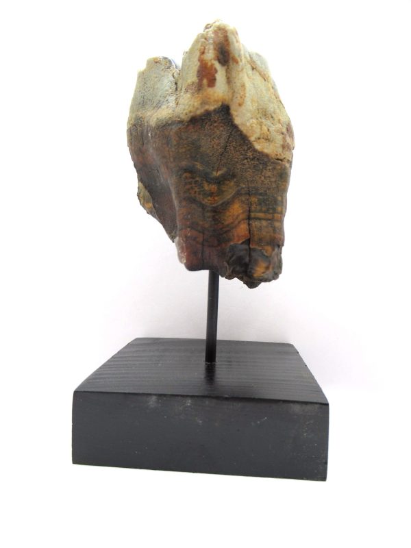 Genuine Pleistocene Age Woolly Rhinoceros Tooth Fossil for Sale from Russia #6b