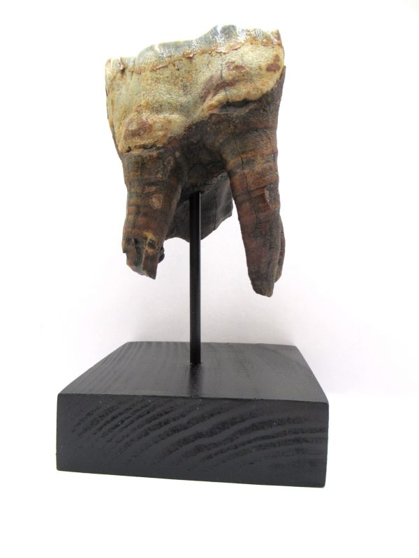 Genuine Pleistocene Age Woolly Rhinoceros Tooth Fossil for Sale from Russia #6c