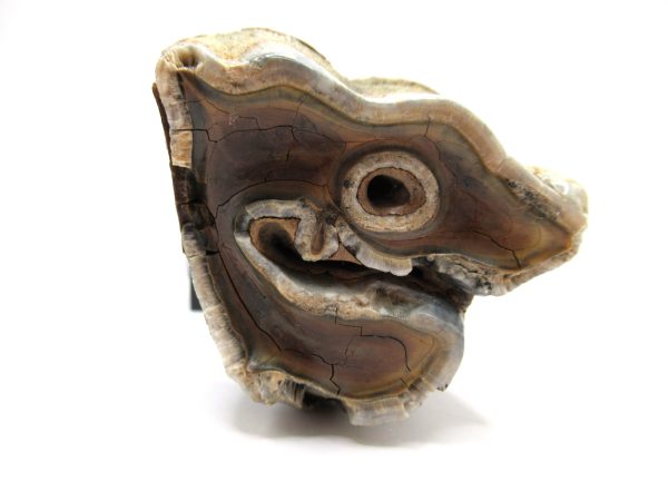 Genuine Pleistocene Age Woolly Rhinoceros Tooth Fossil for Sale from Russia #6d