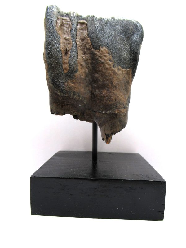 Genuine Pleistocene Age Woolly Rhinoceros Tooth Fossil for Sale from Russia #8