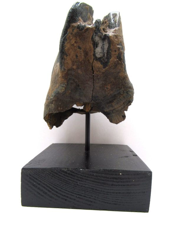 Genuine Pleistocene Age Woolly Rhinoceros Tooth Fossil for Sale from Russia #8a
