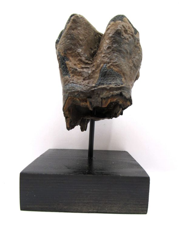 Genuine Pleistocene Age Woolly Rhinoceros Tooth Fossil for Sale from Russia #8b
