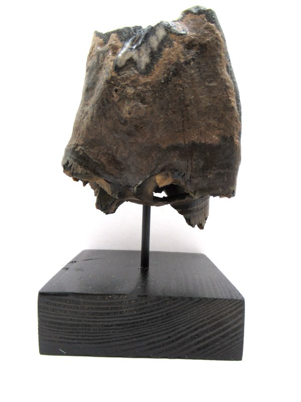 Genuine Pleistocene Age Woolly Rhinoceros Tooth Fossil for Sale from Russia #8c