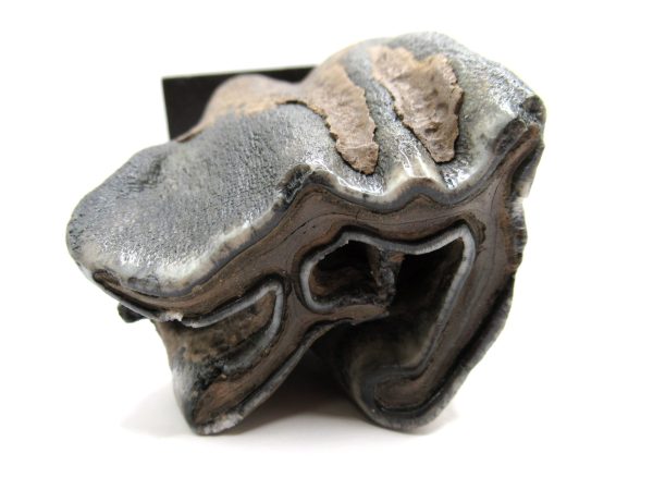 Genuine Pleistocene Age Woolly Rhinoceros Tooth Fossil for Sale from Russia #8d