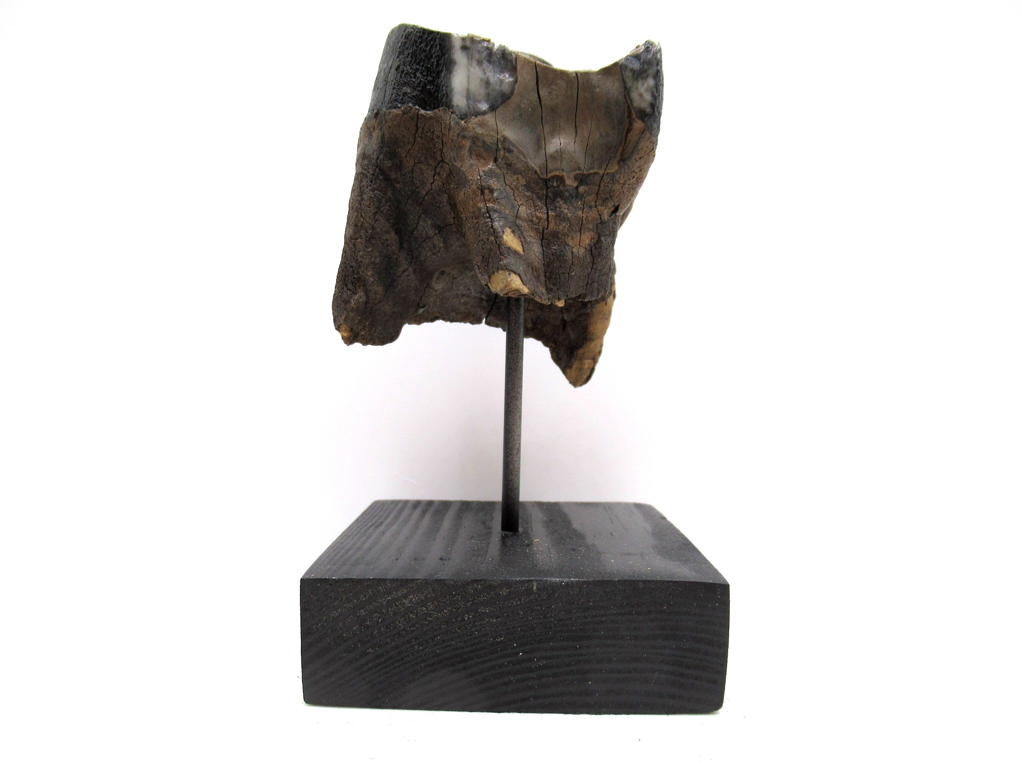 Russian Pleistocene Woolly Rhinoceros Tooth 13 | Fossils for Sale Genuine Pleistocene Age Woolly Rhinoceros Tooth Fossils for Sale from Russia #13