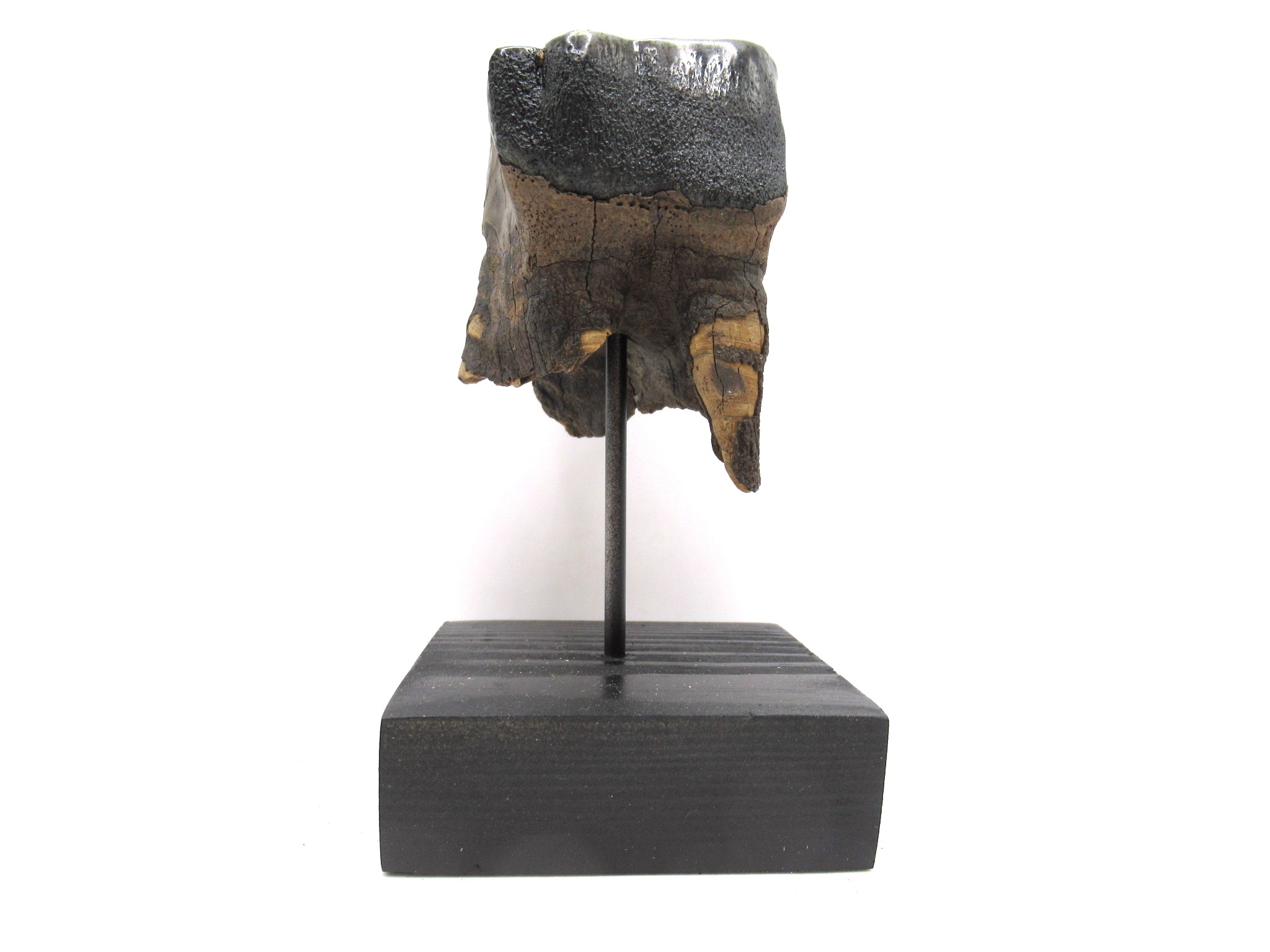 Russian Pleistocene Woolly Rhinoceros Tooth 13a | Fossils for Sale Genuine Pleistocene Age Woolly Rhinoceros Tooth Fossils for Sale from Russia #13a