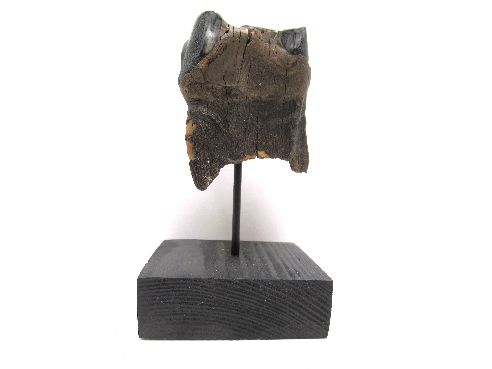 Russian Pleistocene Woolly Rhinoceros Tooth 13b | Fossils for Sale Genuine Pleistocene Age Woolly Rhinoceros Tooth Fossils for Sale from Russia #13b