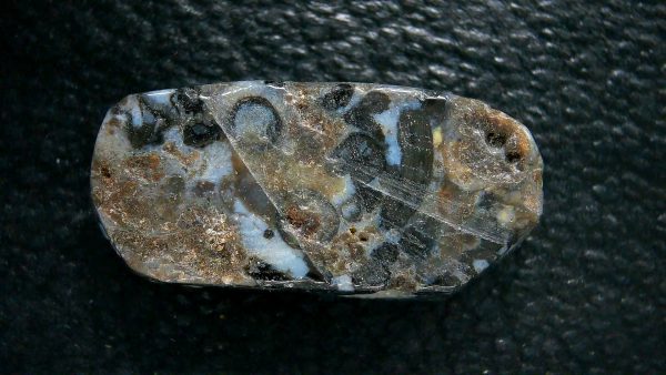 Genuine Devonian Age Ryhnie Chert Specimen in Riker for Sale from Scotland #2a