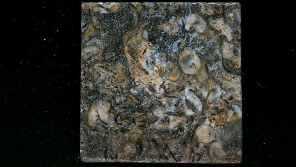 Genuine Devonian Age Ryhnie Chert Specimen in Riker for Sale from Scotland #4a