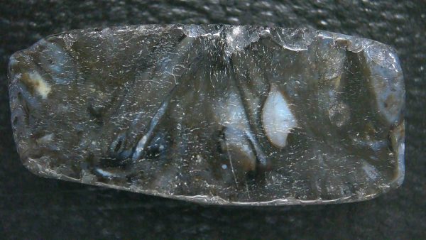 Genuine Devonian Age Ryhnie Chert Specimen in Riker for Sale from Scotland #5a