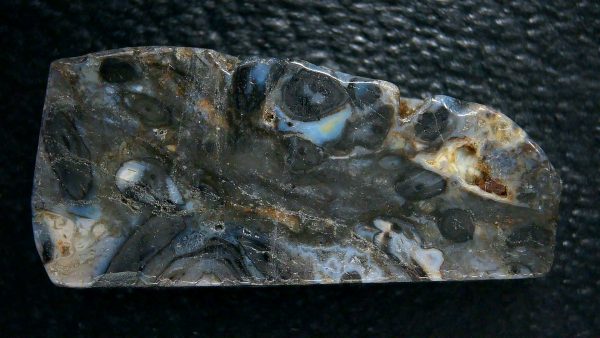 Genuine Devonian Age Ryhnie Chert Specimen in Riker for Sale from Scotland #6